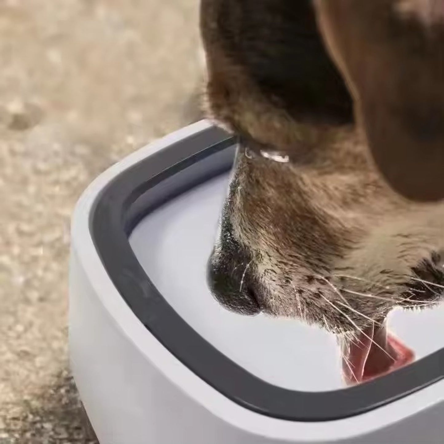 Bebedero Antisplash para Perros y Gatos