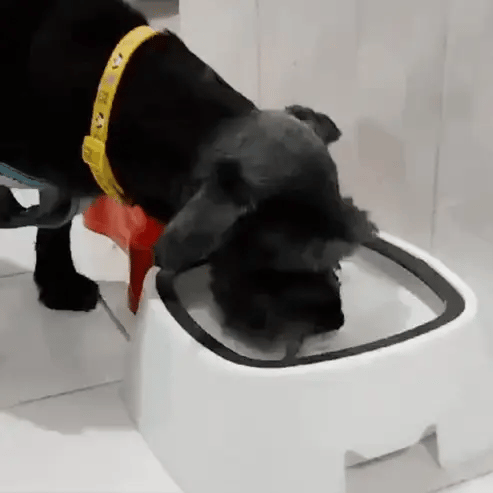 Bebedero Antisplash para Perros y Gatos